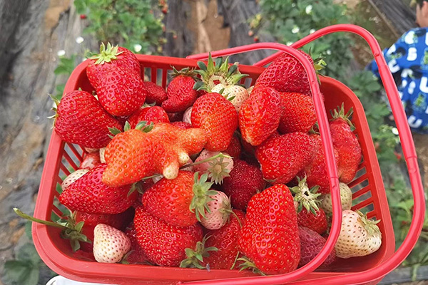 Journée amusante de Qingdao Star Machine dans les champs de fraises